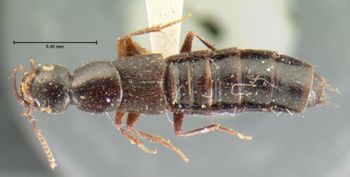 Media type: image;   Entomology 7279 Aspect: habitus dorsal view